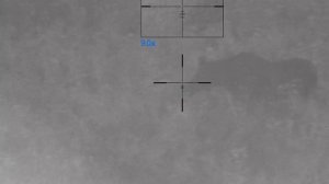 Ждём кабанов,а выходят лоси.