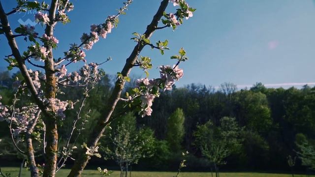 Lili Boulanger - Renouveau I Württembergischer Kammerchor смотреть онлайн