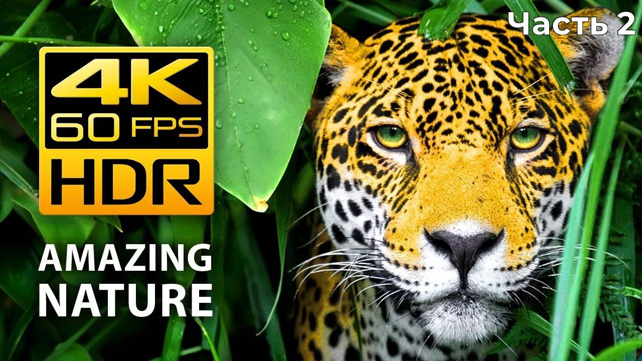 Amazing Colors of Nature in 4K HDR 60fps - Tropical Animals and Relaxing Music-2