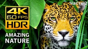 Amazing Colors of Nature in 4K HDR 60fps - Tropical Animals and Relaxing Music-2