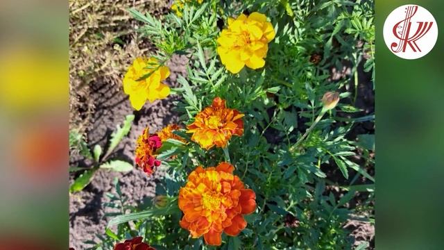 Вальс цветов смотреть онлайн