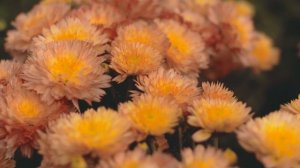 1494265-hd_1920_1080_24fps