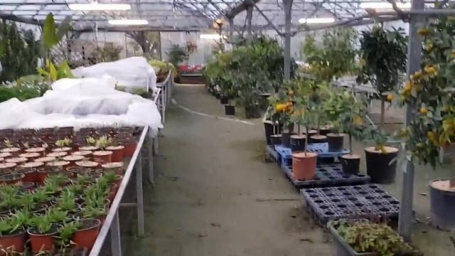 Выпьем и споем с Морисом и Джо Дассеном/На что похожи эти кактусы/ provence-allochka vlog