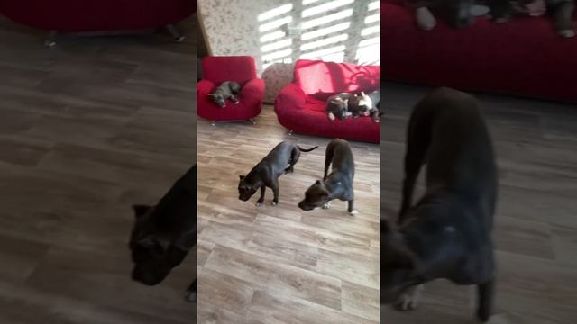 УБОРКА# #амстафф #питомникаст #amstaff #американскийстаффордширскийтерьер #стаффорд