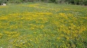 ДОБРОЕ УТРО В ПРОВАНСЕ. ПОЛЕ ОДУВАНЧИКОВ И КУРОЧКИ.