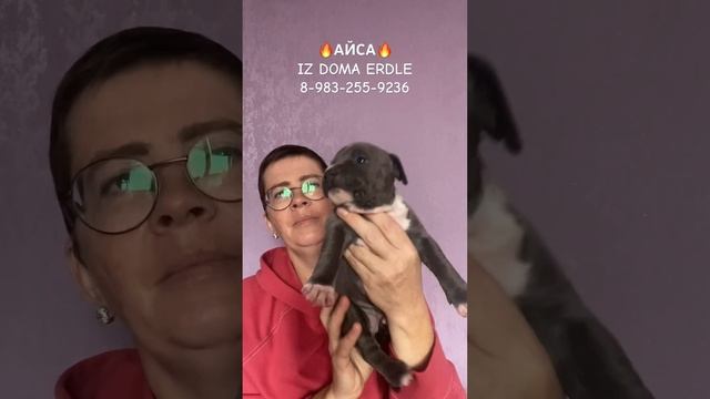 АЙСА #amstaff #американскийстаффордширскийтерьер #питомник