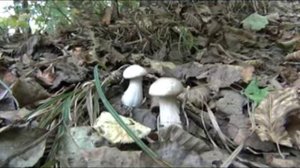 Приезд на остров Русский 1-й день