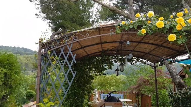 ФРАНЦИЯ/ПРОВАНС/ПЛЕТИСТЫЕ РОЗЫ/Мой САД 2018/VLOG Provence-allochka