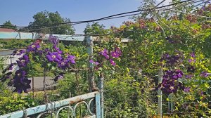 2024 июль Хатка Дарите женщине цветы , фото