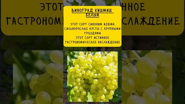 Лучшие сорта зеленого винограда #ассортимент #виноград #советысадоводам