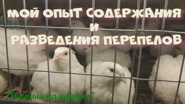 Мой опыт содержания и разведения перепелов