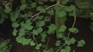Разнообразие голосеменных. Класс гнетовые