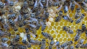 Из жизни пчел .