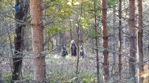 Медведицу с тремя детёнышами встретили в лесу госинспекторы в Карелии