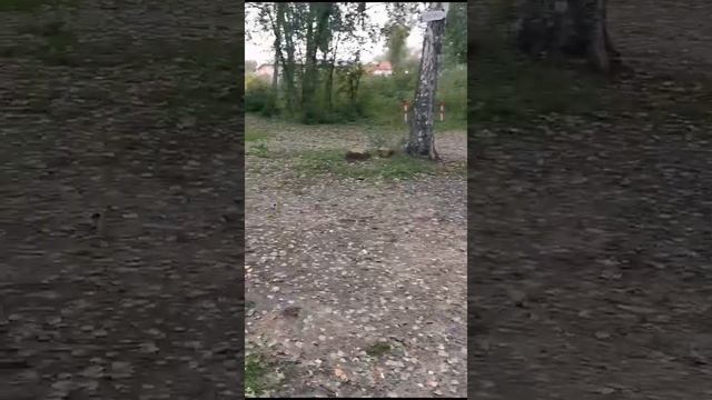 VID-20241008-WA0010(1).mp4 смотреть онлайн