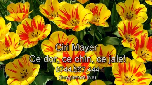 Ciri Mayer Band Ce dor, ce chin, ce jale! смотреть онлайн
