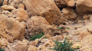 Горы Аравийского полуострова.