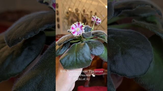 КФ-Христианские Традиции. Цветы-тарелочки с золотой каемочкой 😉 и радиальними вишневыми лучами.