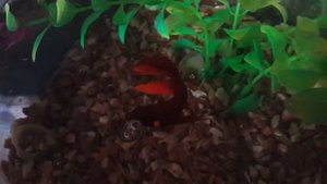 Кормление Петушка гранулами