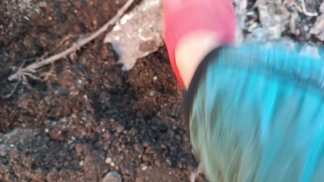 Посадка гортензии в грунт, осенью.Необычный черенок гортензии, почками вниз🤔