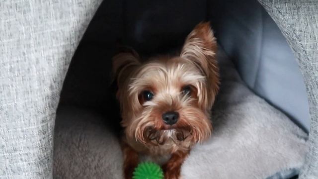 Pet Current Favorites