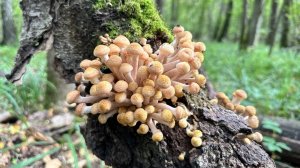 08.10.2024 идем в лес. Посмотрим какие грибы есть сейчас в лесу Подмосковья.