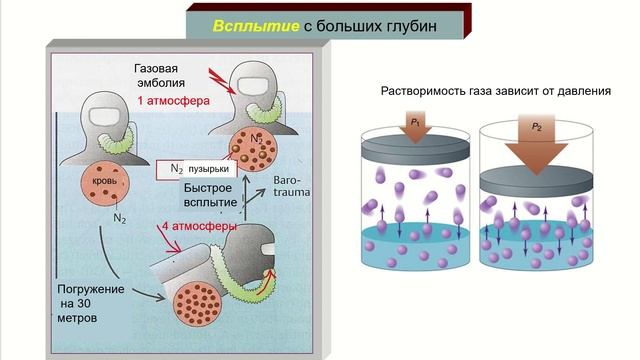 Дополнение 2. Дыхание под водой. Декомпрессия. Кессонная болезнь.