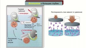 Дополнение 2. Дыхание под водой. Декомпрессия. Кессонная болезнь.