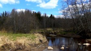 Красота весеннего леса. В поисках однодворок.