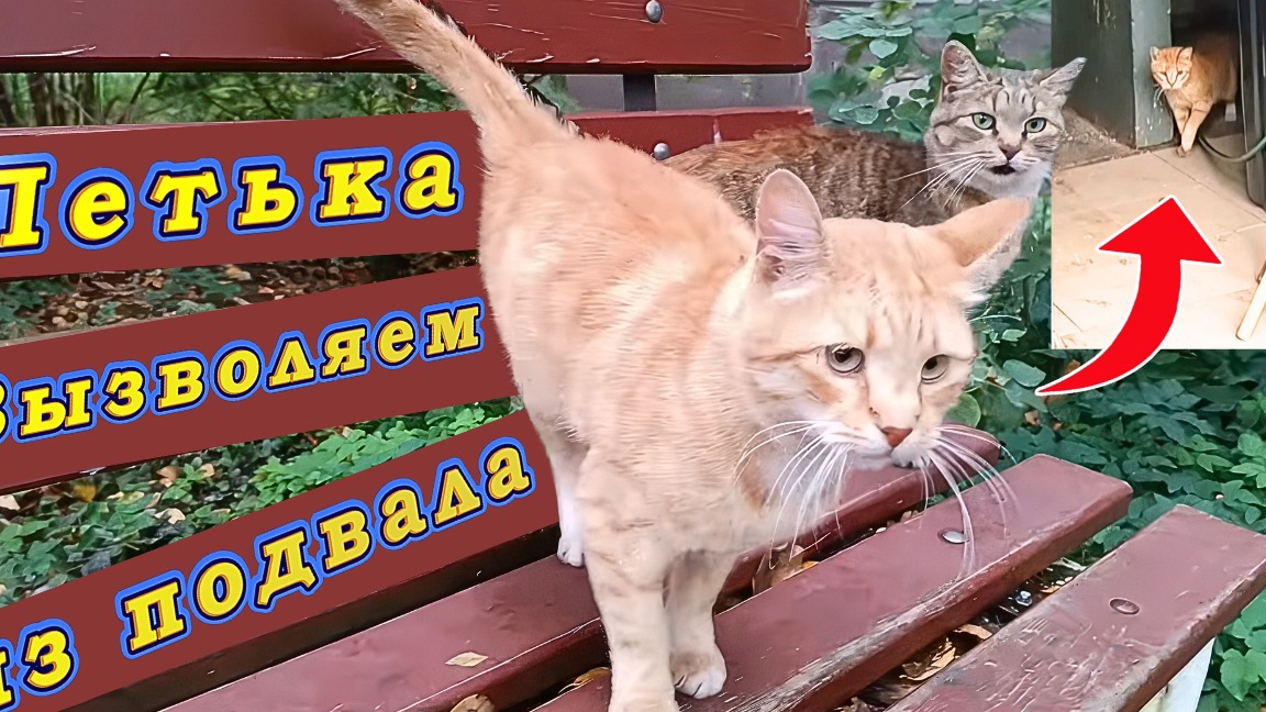 Кошки михалыча