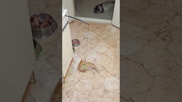 #Котенок