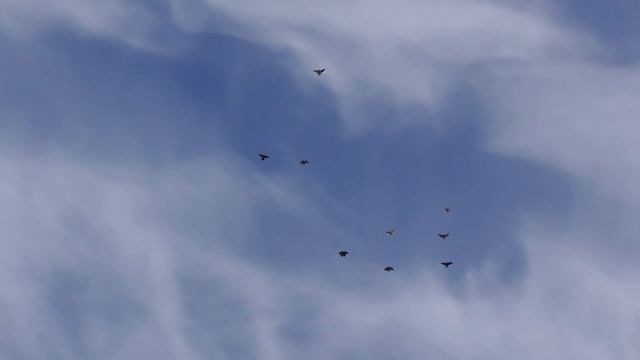 Николаевские голуби. г.Терновка 4 смотреть онлайн