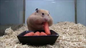 вкусные моменты хомяка гурмана🐹