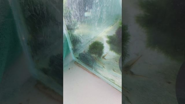 Кормим креветок спирулиной