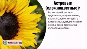 УРОК 137 класс. Семейства Паслёновые, Мотыльковые (Бобовые) и Сложноцветные (Астровые)