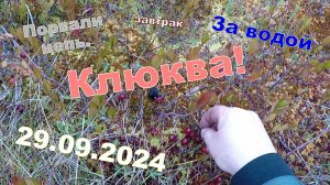 Клюква, вода, цепь. 29.09.2024. Неленьга, Федосовская, Карповская.