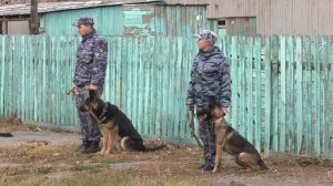 Как в Кургане служебные собаки УФСИН проходят соревнования?