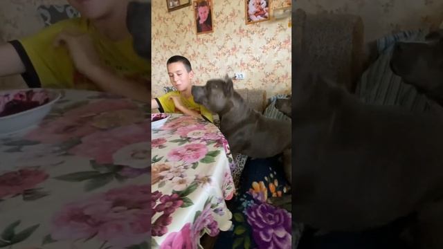 БЛИНЧИКИ#amstaff  #американскийстаффордширскийтерьер #питомникамстаффов