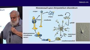 5. Надцарство Amorphea. Зоология беспозвоночных - Малахов В.В. Teach-in.