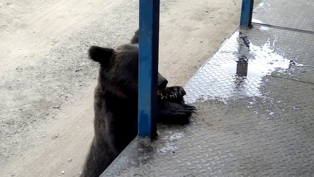 медведь пришел смотреть онлайн