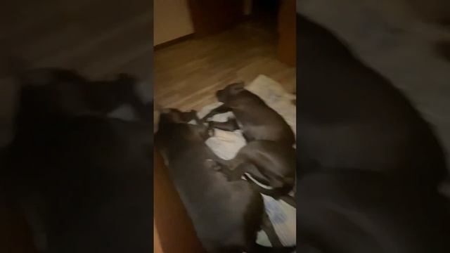 ❤️ВРЕМЯ СПАТЬ❤️ #американскийстаффордширскийтерьер #amstaff #амстафф #питомникаст #семья