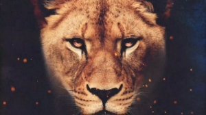 Дикая львица (DJ Mexx Karimov Remix)