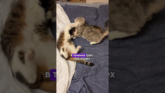 У кошки 9 жизней: правда или миф ? смотреть онлайн