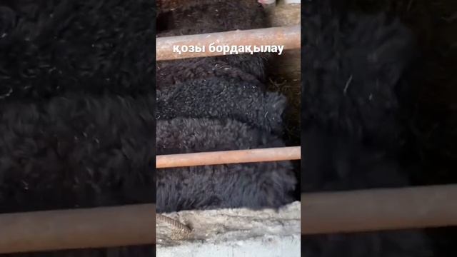 қозы бордақылау