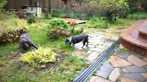 Американский булли, французский бульдог. Девочки