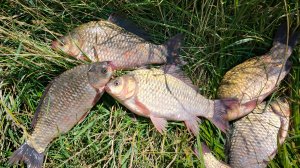 ЛОВЛЮ КАРАСЯ ОСЕНЬЮ НА ДОНКИ. КРУПНЫЕ КАРАСИ НА КОРМАКИ. ЖОР КАРАСЯ НА ГОРОХ В ОКТЯБРЕ.