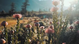 5235136-hd_1920_1080_25fps