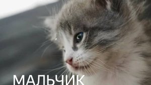 Нежный, лаковый котенок Бесплатно! С доставкой на дом. Валуйки. Белгородская обл.  7 913 504-53-11