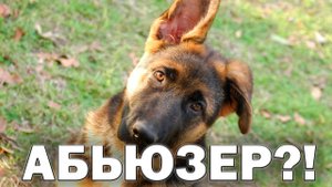 СОБАКА МАНИПУЛЯТОР?! Как пресечь манипулирование и выстроить границы общения с собакой!