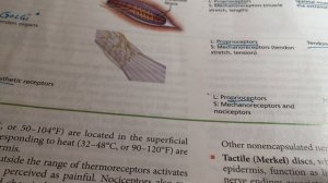 Peripheral Nervous Stystem   Part 2